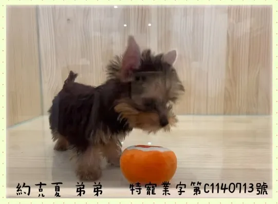 約克夏