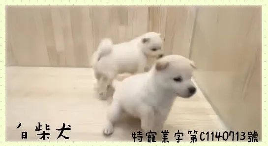 白柴犬