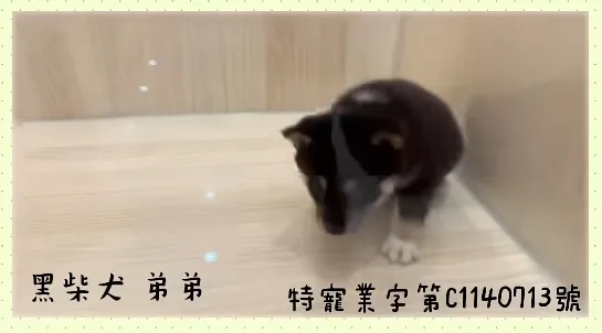 黑柴犬