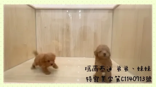 馬爾泰迪