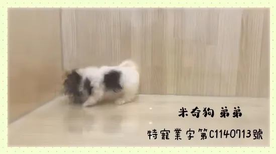 米奇犬