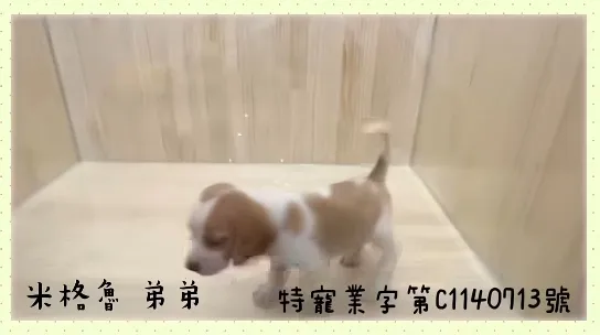 米格魯