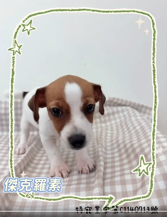 傑克羅素梗犬