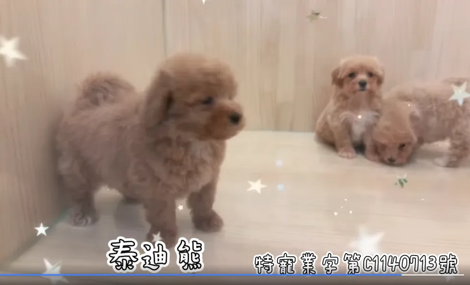 泰迪熊