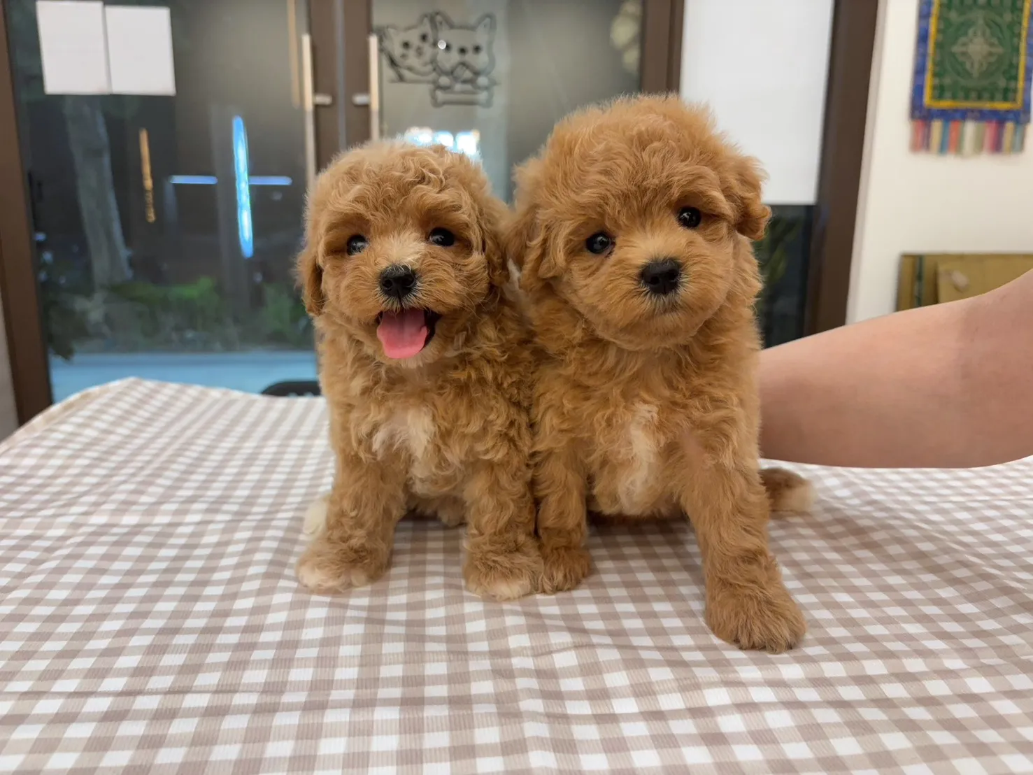 馬爾泰迪妹妹