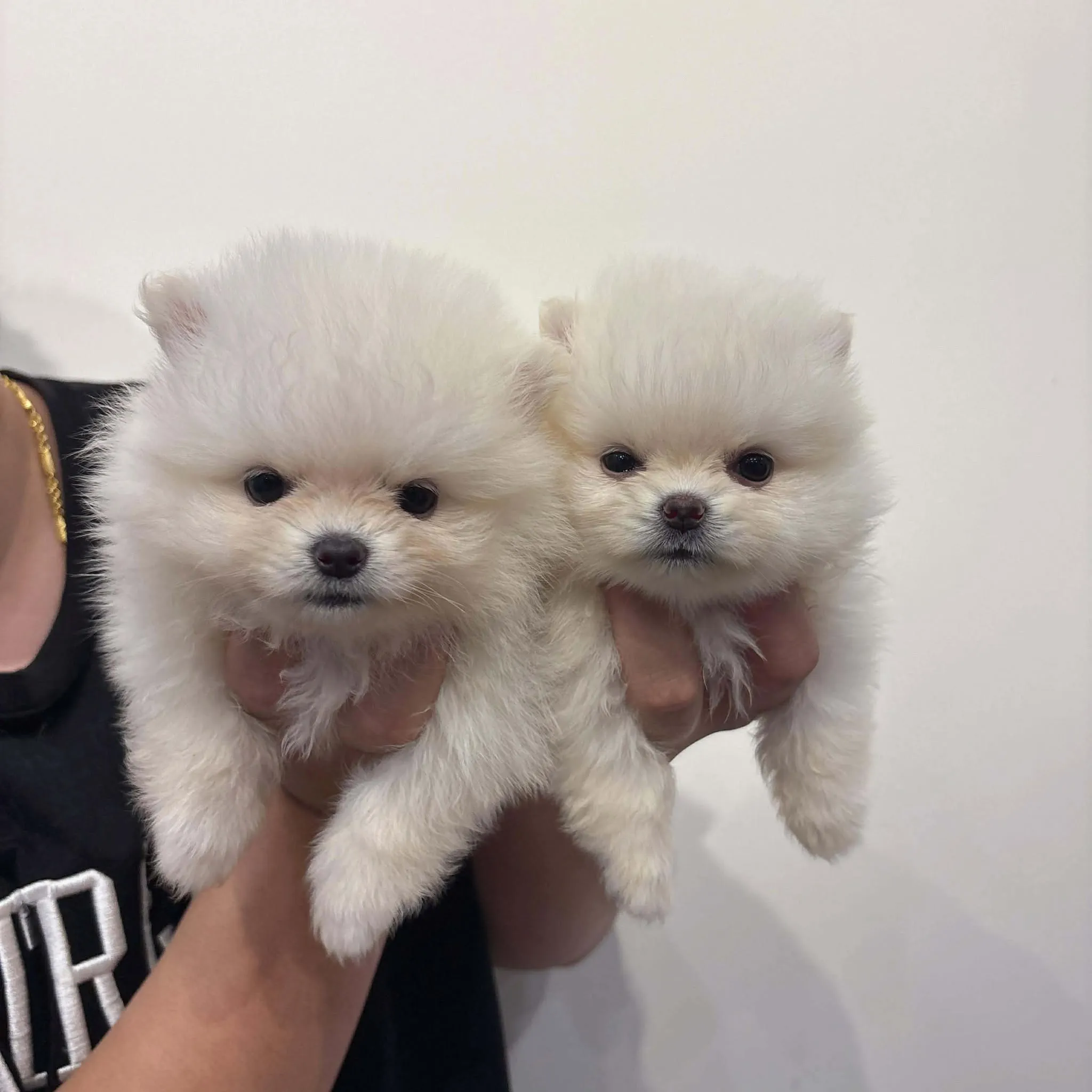 白白棉花糖 博美