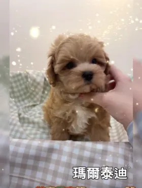 瑪爾泰迪妹妹來報到！