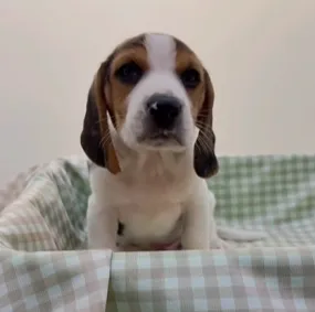 米格魯｜小小偵探鼻