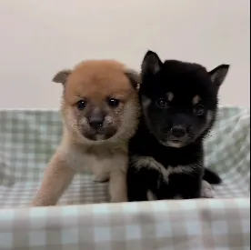 豆柴｜迷你版柴柴，小小身體大大魅力！