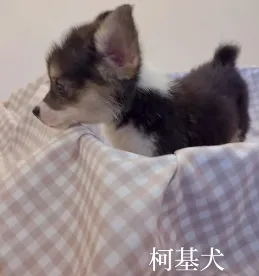 柯基犬