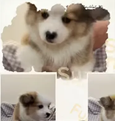 超低底盤長毛柯基