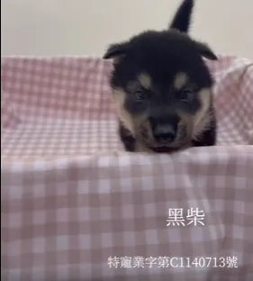 黑柴犬