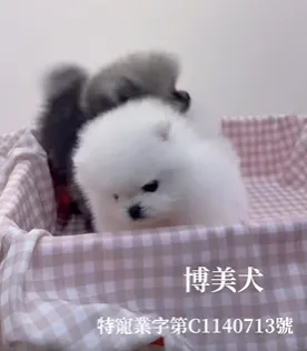 博美犬