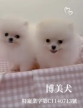 博美犬