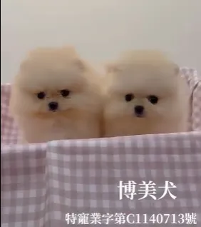 博美犬