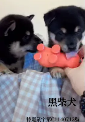 黑柴犬