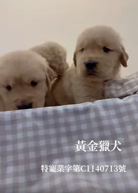 黃金獵犬