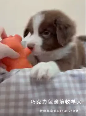 巧克力色邊境牧羊犬