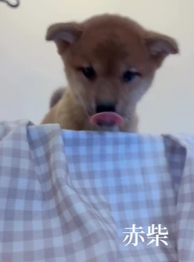 赤柴