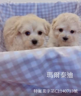 瑪爾泰迪寶寶