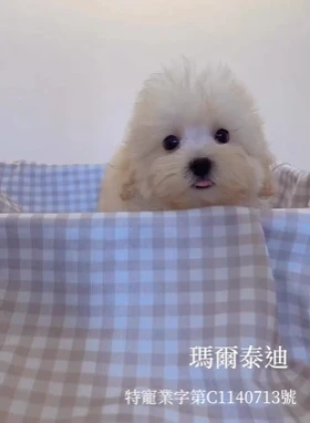 瑪爾泰迪
