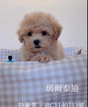 馬爾泰迪