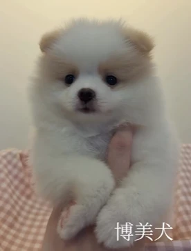 博美犬