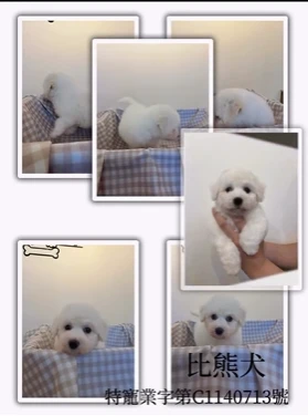 比熊寶寶
