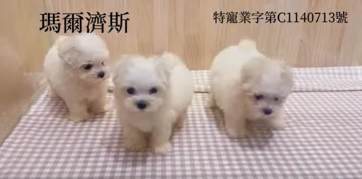 馬爾濟斯寶寶