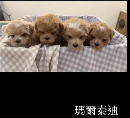 馬爾泰迪寶寶