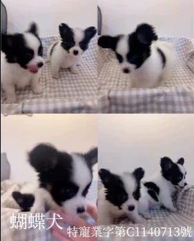 蝴蝶犬