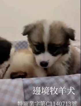 邊境牧羊犬