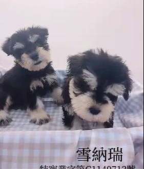雪納瑞
