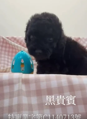 黑貴賓