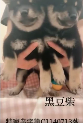 豆柴｜迷你版柴柴，小小身體大大魅力！