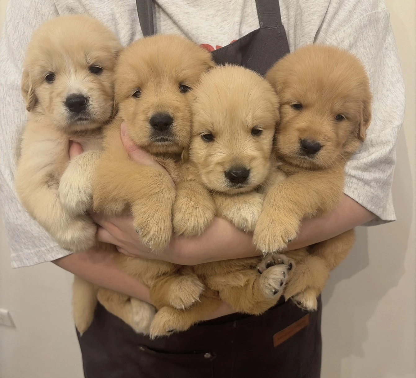 黃金獵犬