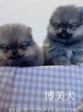 博美犬