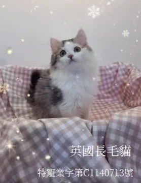 棕加白英國長毛貓