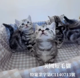 美國短毛貓