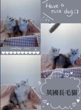 英國長毛貓
