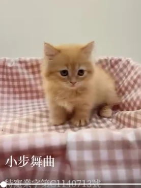 小步舞曲