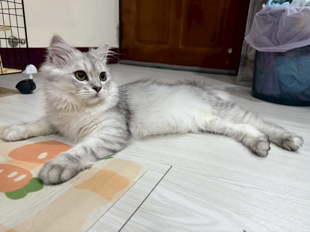 金吉拉:35