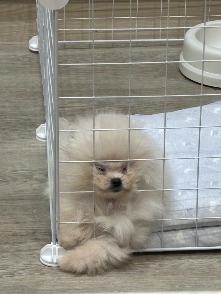 博美犬