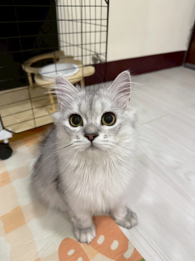 金吉拉:35