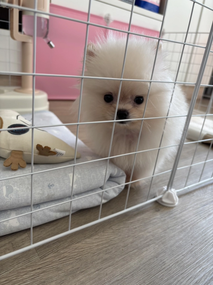 博美犬