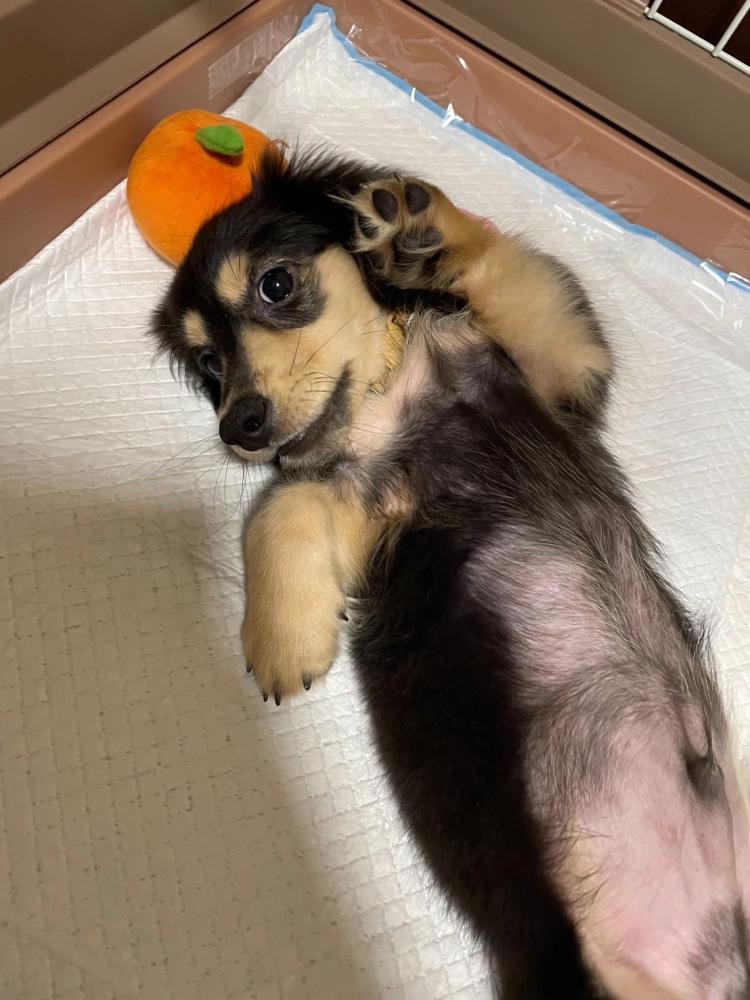 臘腸:Nomi