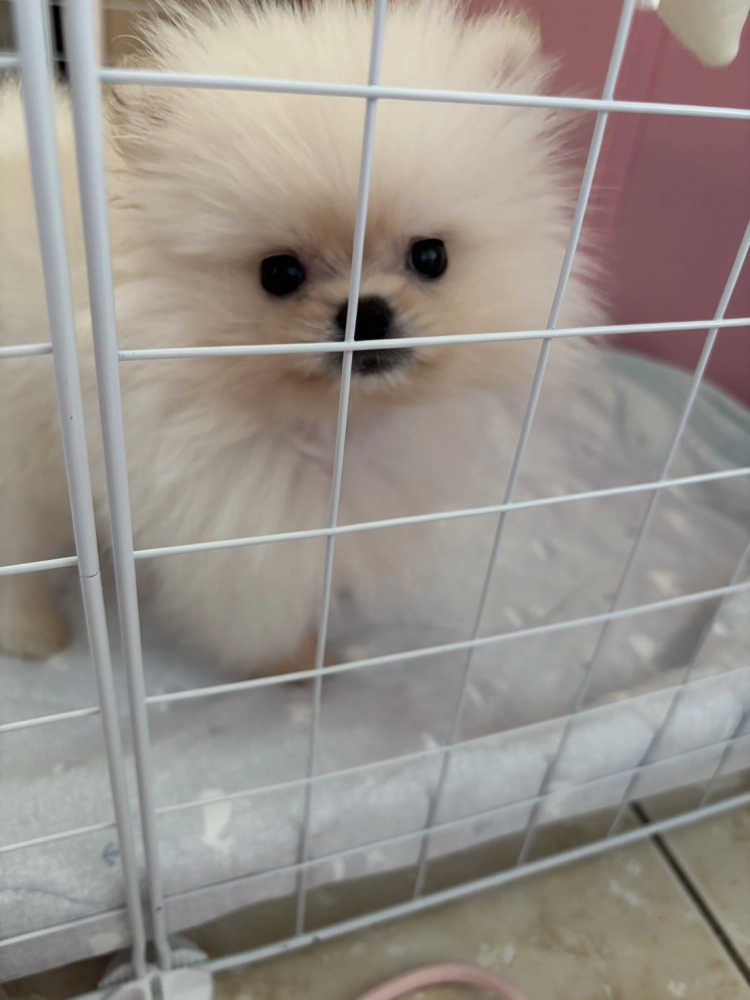 博美犬