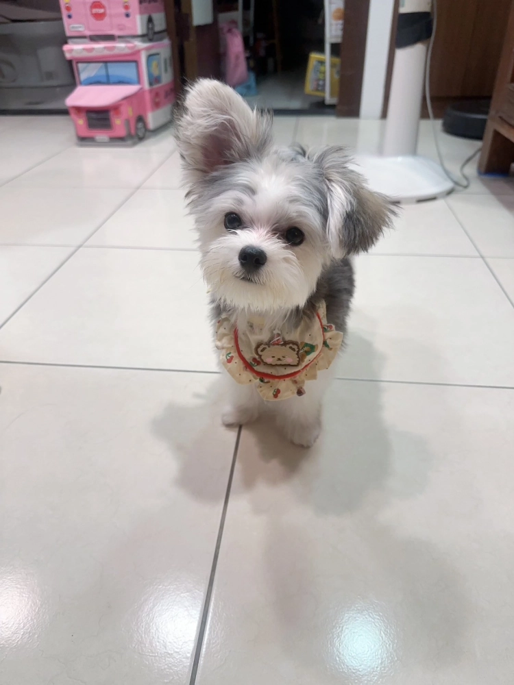 米奇狗:嘿嘿