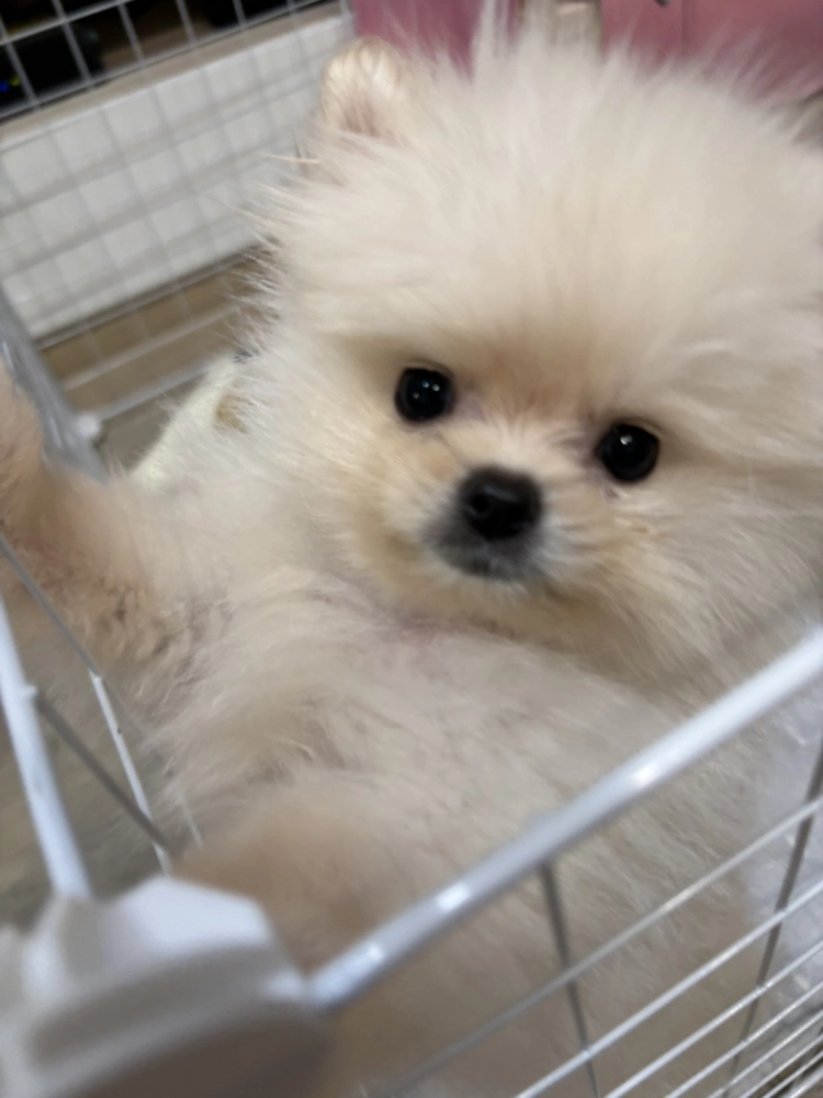 博美犬