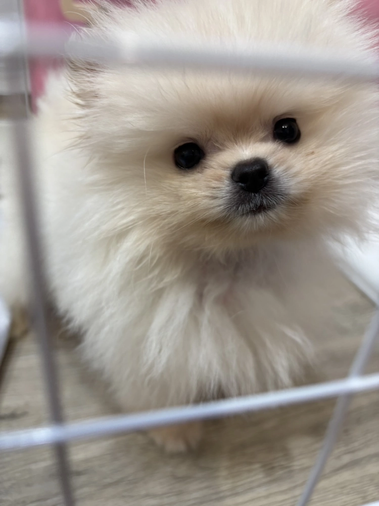 博美犬
